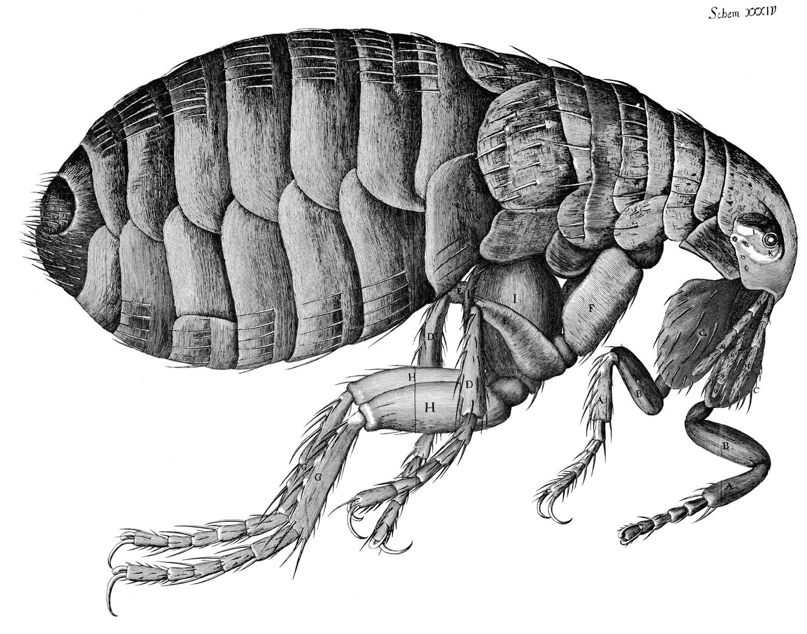 A large, detailed engraving of a flea seen from the side, its armoured body segments, bristles, jointed legs and claws drawn line by line, with letters marking the parts.